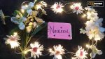 happy birthday nasreen